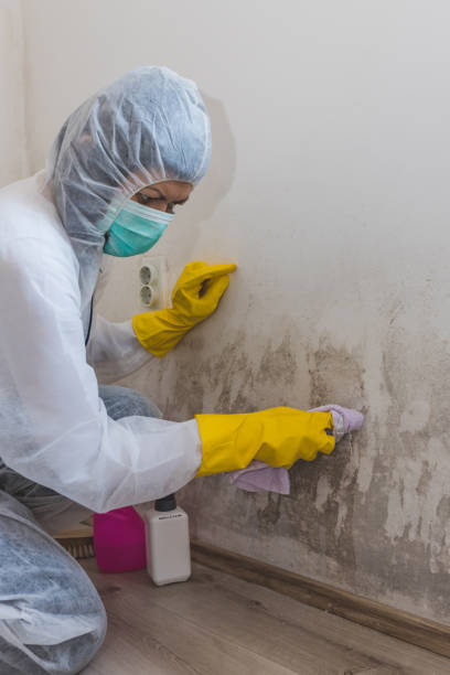 Best Mold Damage Restoration  in Galeville, NY