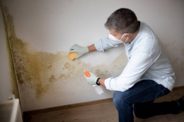 Best Airborne Mold Testing  in Galeville, NY